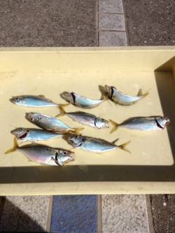 【午後からは晴れ間が出ました】マリーナシテ…