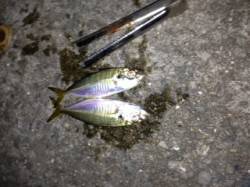 姫路の中島埠頭でのサビキ釣りの釣果☆