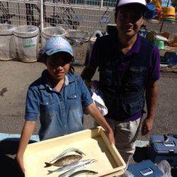 【狙いのアジは釣れませんでしたが…】サビキでサヨリ、アイゴ