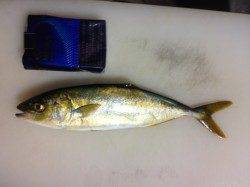 南芦屋浜、早朝5時半にツバスがヒット!