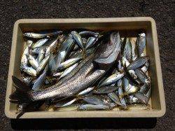 サビキでアジ、ノマセでスズキ！マリーナシティ海釣り公園