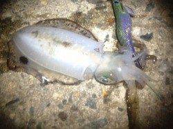 アジュール舞子～西舞子　台風後のエギングでもアオリはまずまずの釣果