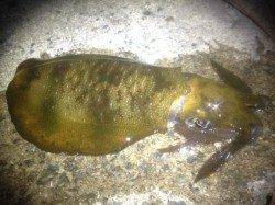 アジュール舞子でエギング、最大400g超の中々なサイズも混じりました