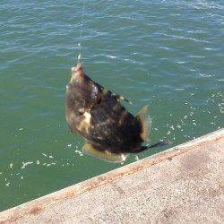 兵庫突堤で胴突でカワハギ狙い！