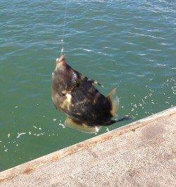 兵庫突堤で胴突でカワハギ狙い！