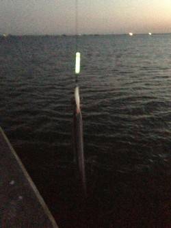 仕事終わりのタチウオ釣りがおすすめ！