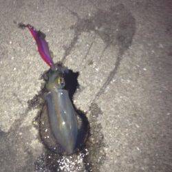 塩屋海岸　1時間のエギングでアオリイカのコロッケサイズ3がバイ