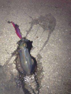 塩屋海岸　1時間のエギングでアオリイカのコロッケサイズ3がバイ