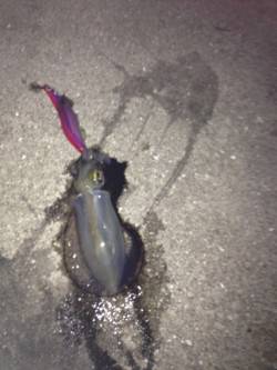 塩屋海岸　1時間のエギングでアオリイカのコ…