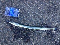 兵庫突堤　16時からのルアーフィッシングでタチウオ＆ダツ☆