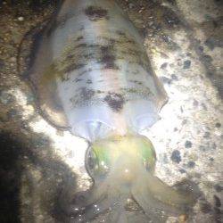 500～400gくらいのアオリイカを5杯GET