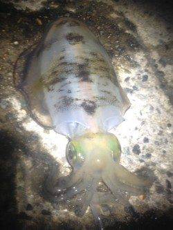 500～400gくらいのアオリイカを5杯GET