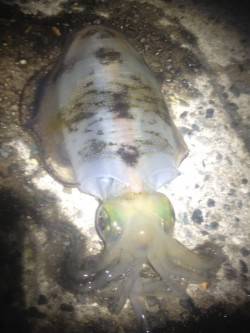 500～400gくらいのアオリイカを5杯G…