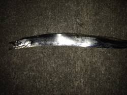 神戸空港、大きなアタリで合わせると、95c…