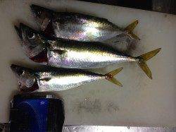 南芦屋浜、ルアーでサバとミニタチウオ