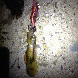 深日漁港周辺パトロールしてきました