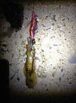 深日漁港周辺パトロールしてきました