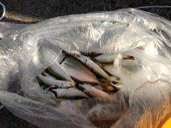 夕方の食コン、多数のファミリーで賑わっています♪