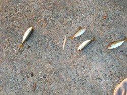 カンパリレポート　貝塚プール周辺も多数のファミリー