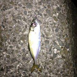 泉南方面のランガンでアジ・メバル・ガシラ アジはオールリリース