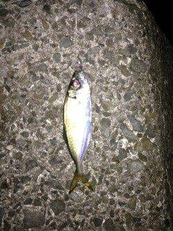 泉南方面のランガンでアジ・メバル・ガシラ アジはオールリリース