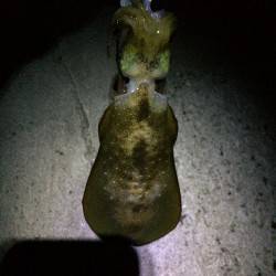 アジュール舞子～西舞子　大潮で期待の釣行も…