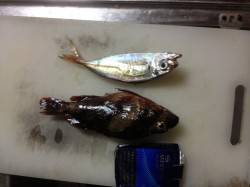 兵庫突堤、胴突きでカワハギなどの釣果