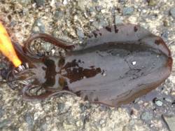 垂水漁港、サイズ狙いの3.0号のエギでアオ…