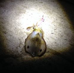 深日漁港でエギング、濁りもましで釣りやすく…