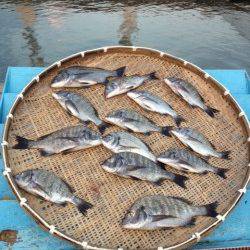 マリーナシティ海釣り公園、紀州釣りでチヌ13匹！