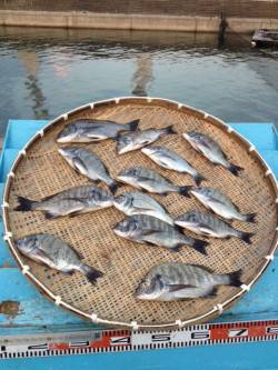 マリーナシティ海釣り公園、紀州釣りでチヌ1…