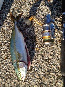 大蔵海岸、ショアジギングで6時半ごろシンペンにヒット！