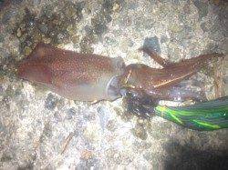 舞子でエギング　釣果はケンサキイカでした