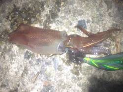 舞子でエギング　釣果はケンサキイカでした