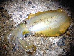 エギのサイズダウンでボウズ逃れ…舞子のアオリイカ