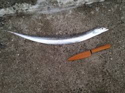 西宮浜でのワインド、なんとこ一匹キャッチ