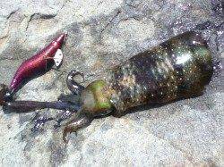 浅場を狙って新子GET！城ヶ崎エギング釣果