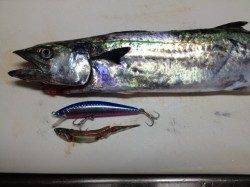 東二見人工島　明け方のショアジギングでサゴシがヒット！