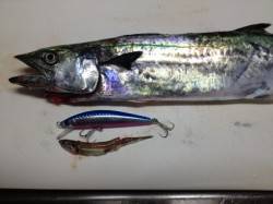 東二見人工島　明け方のショアジギングでサゴ…