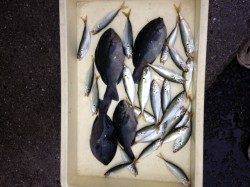 マリーナシティ　★サビキでグレGET★