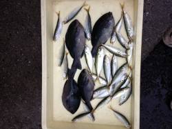 マリーナシティ　★サビキでグレGET★