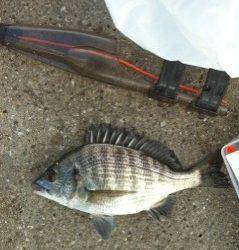 武庫川河口のダンゴ釣りでチヌ・グレ