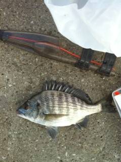 武庫川河口のダンゴ釣りでチヌ・グレ