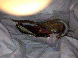 本命タチウオはのらず、ガシラ・アナゴ・チャリコ・アジなど