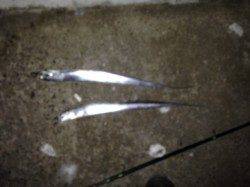 メーターオーバーも目撃！　西宮でタチウオワインド