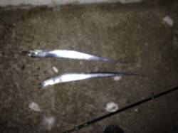 メーターオーバーも目撃！　西宮でタチウオワ…