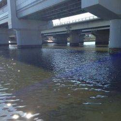 武庫川河口、早朝ハゼ釣り〜30匹〜