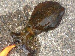 垂水漁港　夕方からのエギングでアオリイカ＆ケンサキ☆