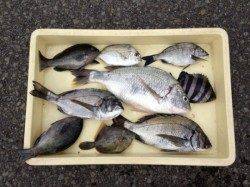 マリーナシティで紀州釣り、イイサイズが釣れました★