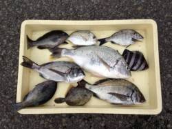 マリーナシティで紀州釣り、イイサイズが釣れ…